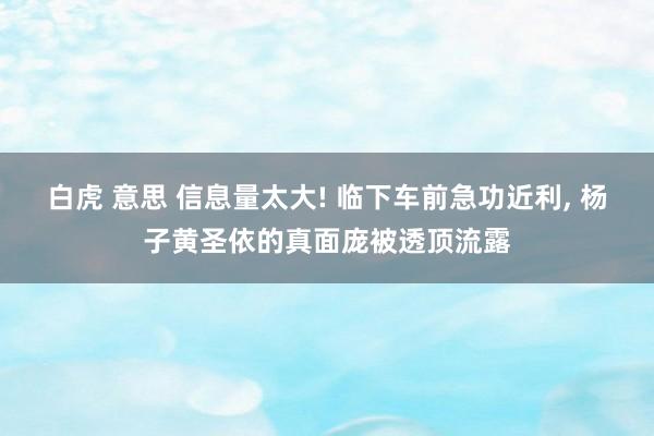 白虎 意思 信息量太大! 临下车前急功近利， 杨子黄圣依的真面庞被透顶流露