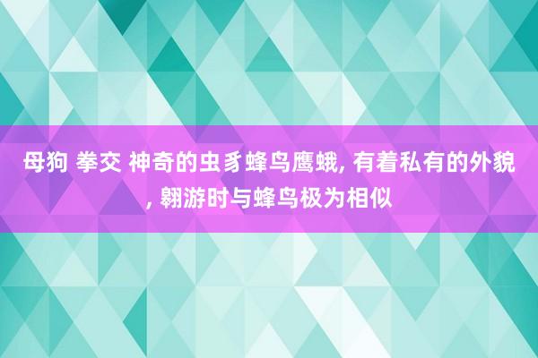 母狗 拳交 神奇的虫豸蜂鸟鹰蛾， 有着私有的外貌， 翱游时与蜂鸟极为相似